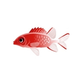 Scarlet Soldierfish